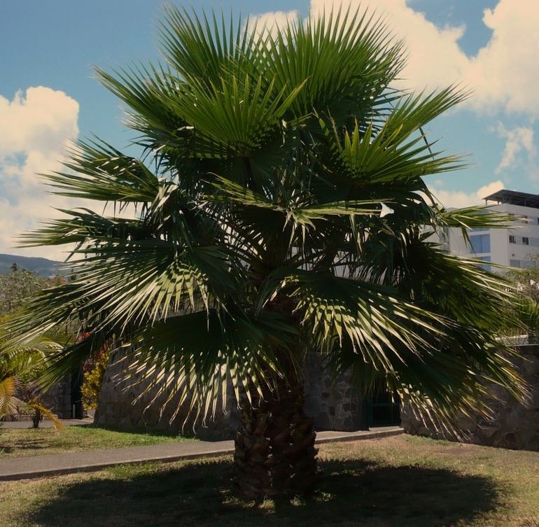 Вашингтония Робуста - Mexican Fan Palm Tree (Washingtonia robusta)